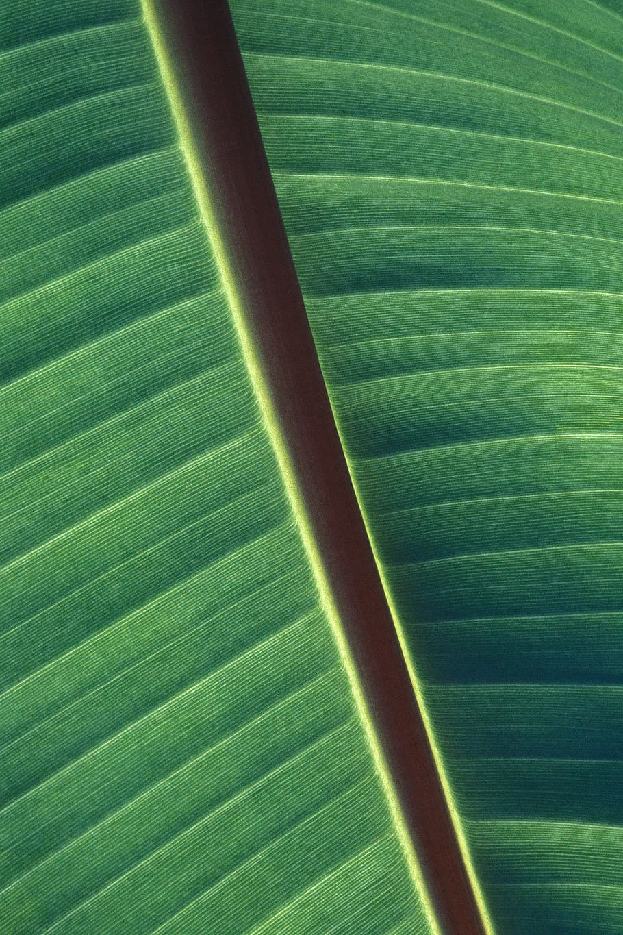 closeup photo of green banana leaf, plant, pattern, stem, nature HD wallpaper