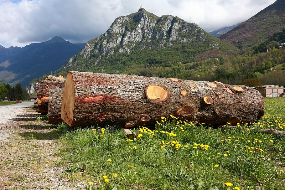 trunks, trees, tree trunk, bark, wood, plant, nature, mountain HD wallpaper