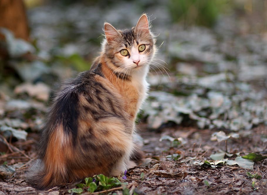 calico cat near green grass, coloring, pet, about, mammal, one animal HD wallpaper