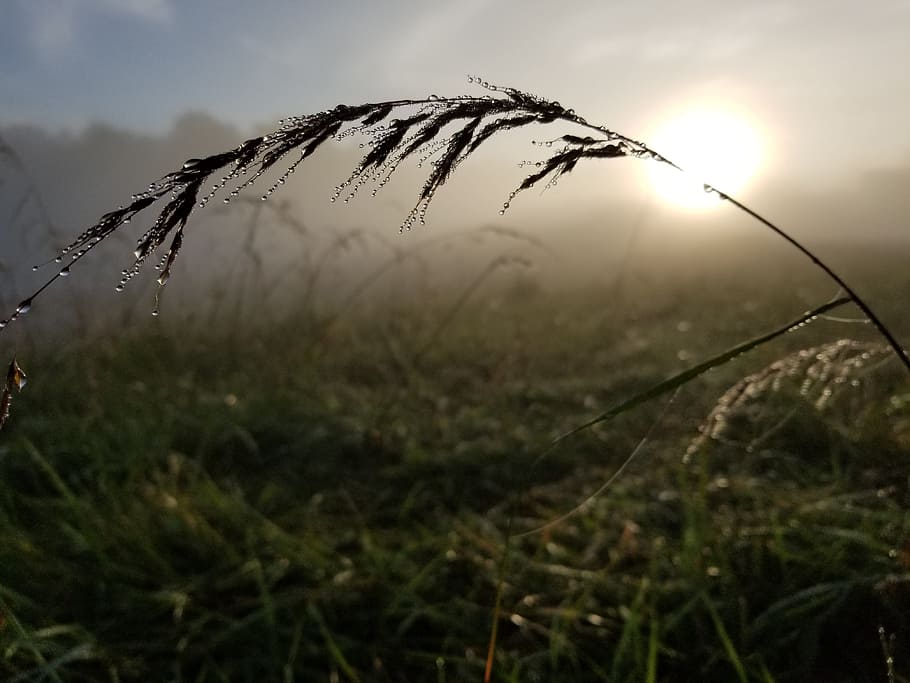 sun, dew, nature, summer, morning, grass, spring, field, fresh HD wallpaper