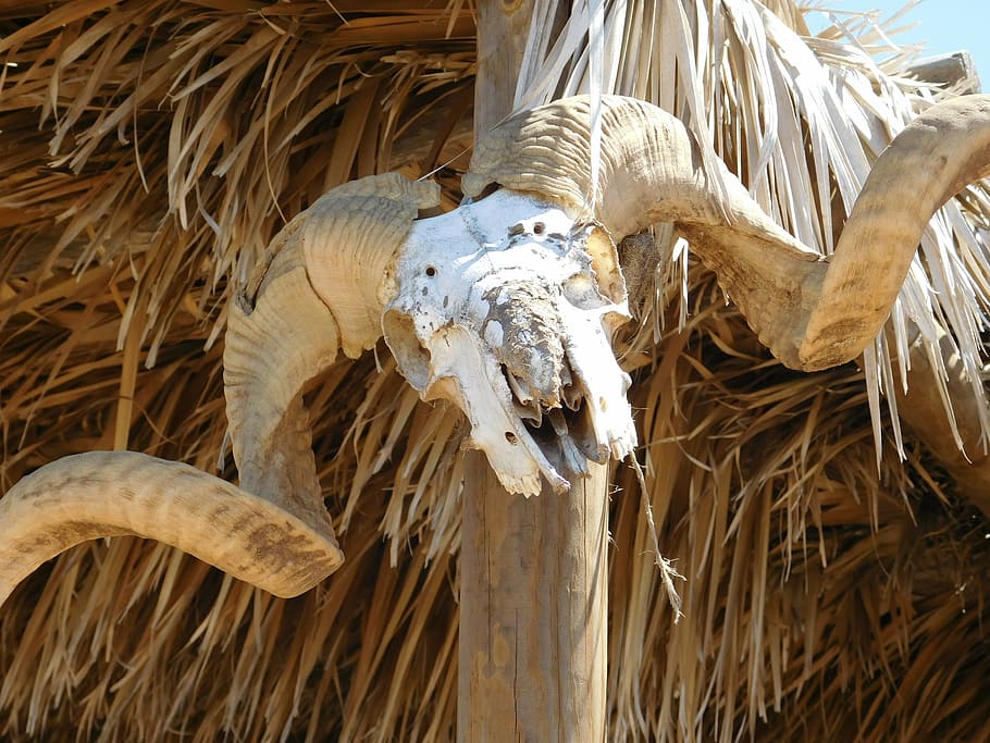 animal skull hung on bamboo pole, horns, goat, bones, day, wood - material HD wallpaper