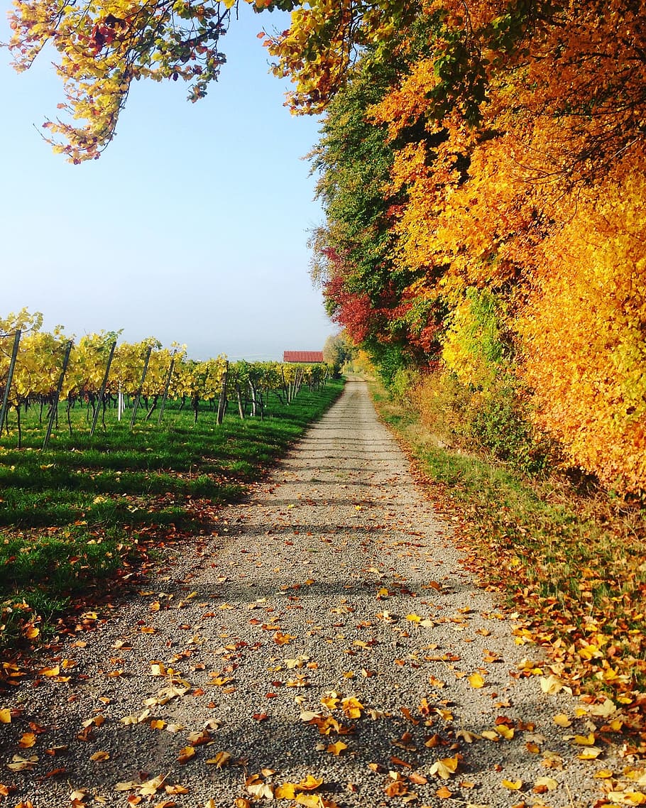 trees beside path, trail, footpath, autumn, fall, hiking trail HD wallpaper