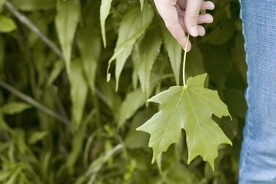 photo of person holding green leaves, person holding green leaf HD wallpaper