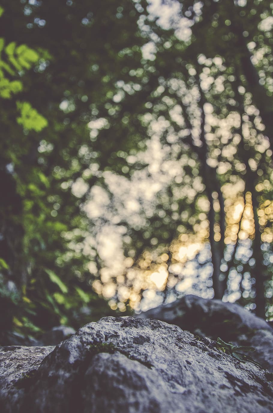 A large coarse rock under a canopy of trees against a bokeh background, bokeh photography of trees