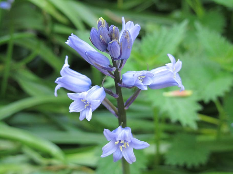 Bluebell, Flower, Spring, Nature, woodland, purple, no people HD wallpaper
