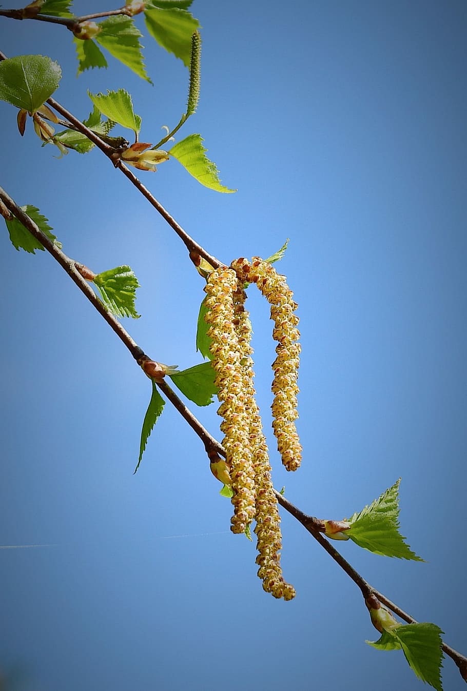 plant, nature, birch, growth, sky, beauty in nature, low angle view