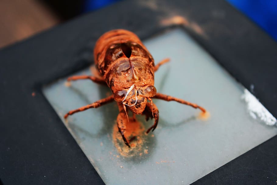 insect, cicada, cicada shell, one animal, close-up, invertebrate HD wallpaper