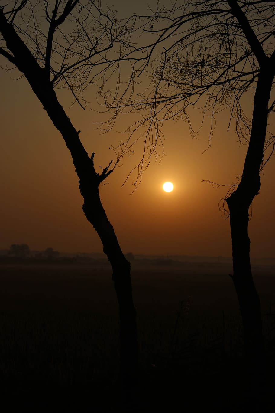 Sunrise, Sunset, Lonely, tree, silhouette, bare tree, branch HD wallpaper