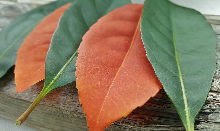 leaves, fall, fall colors, autumn, fall leaves, orange, green HD wallpaper