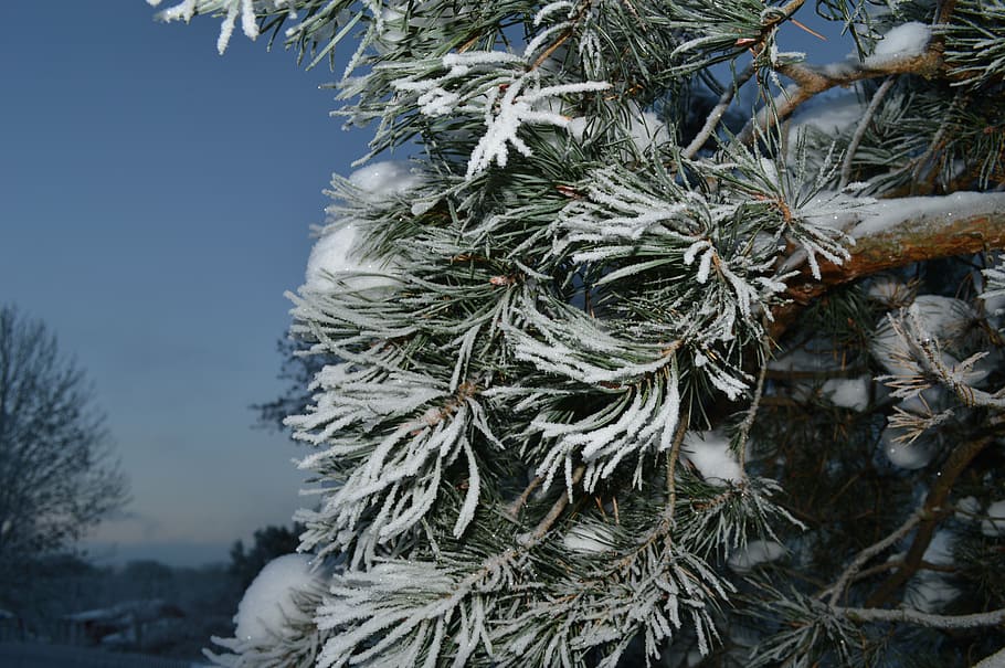winter, snow, white, snowy, cold, blue, tree, christmas, cold temperature HD wallpaper