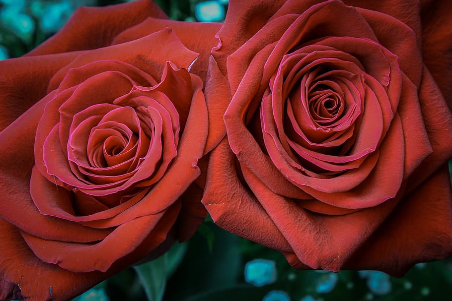 two red roses, petal, affection, flower, blooming, anniversary HD wallpaper