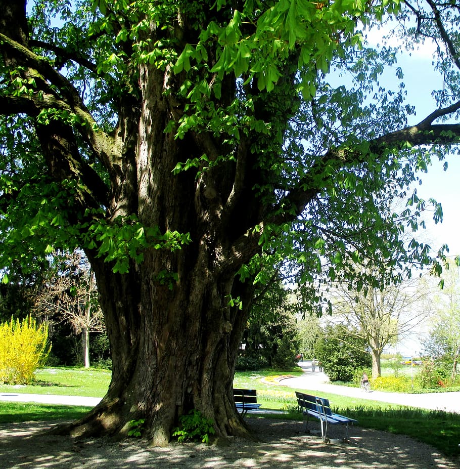 trees, chestnut tree, log, old tree, flower plätter, green HD wallpaper