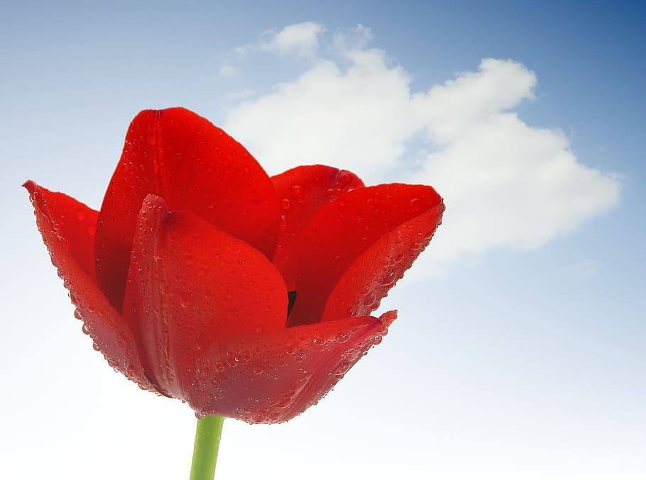 tulip, flower, nature, spring, blossom, bloom, plant, flora HD wallpaper