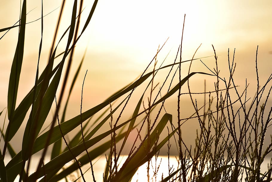 sunset, mood, back light, coast, landscape, grasses, france HD wallpaper