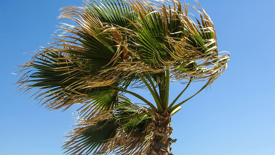 palm tree, wind, sky, windy, plant, clear sky, low angle view HD wallpaper