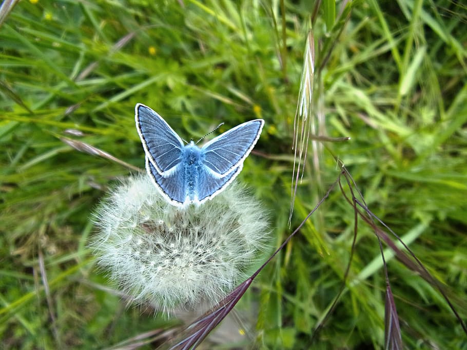 butterfly, argus, insect, macro, plant, close-up, beauty in nature HD wallpaper