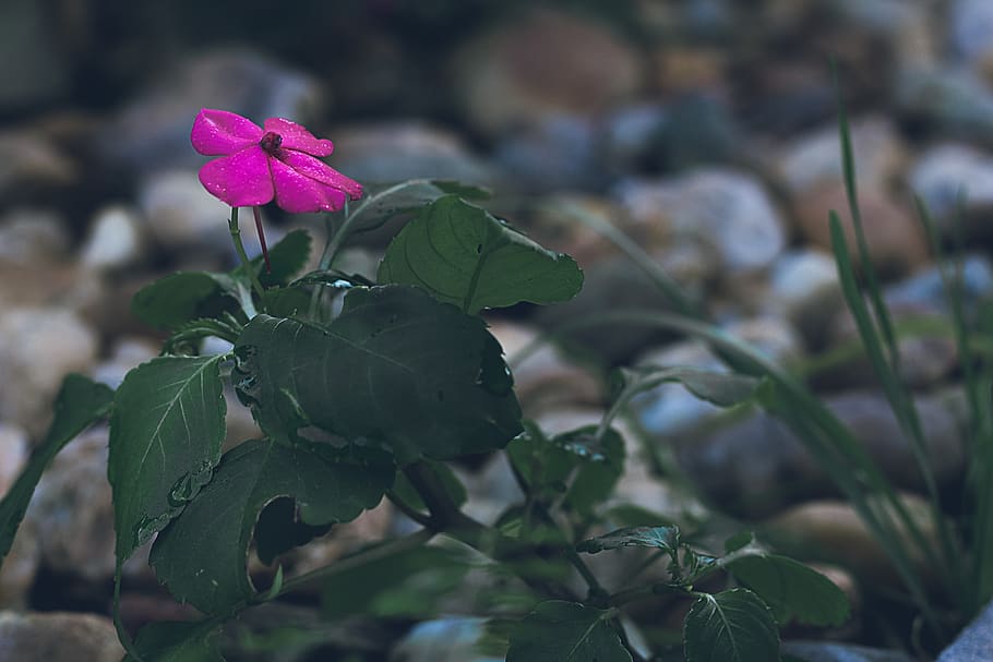 flower, dark, rosa, plant, leaf, growth, plant part, beauty in nature HD wallpaper