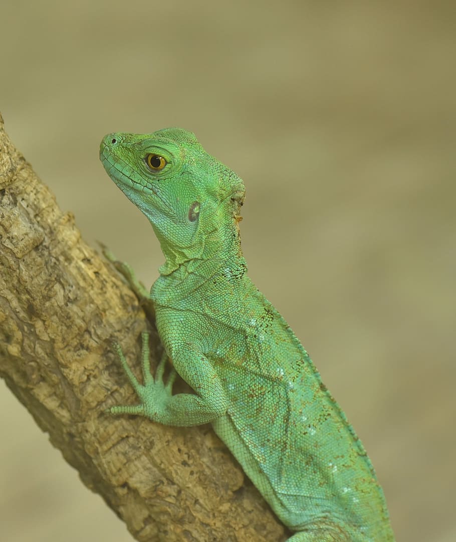 lizard, green, reptile, scale, nature, close, zoo, green gecko HD wallpaper