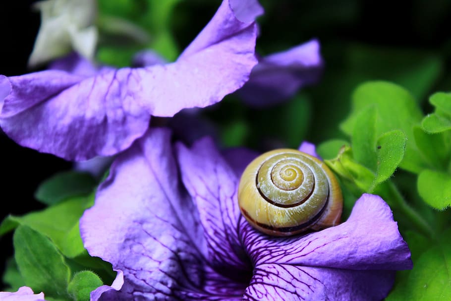 snail, shell, mollusk, close, slowly, snail shell, reptile HD wallpaper
