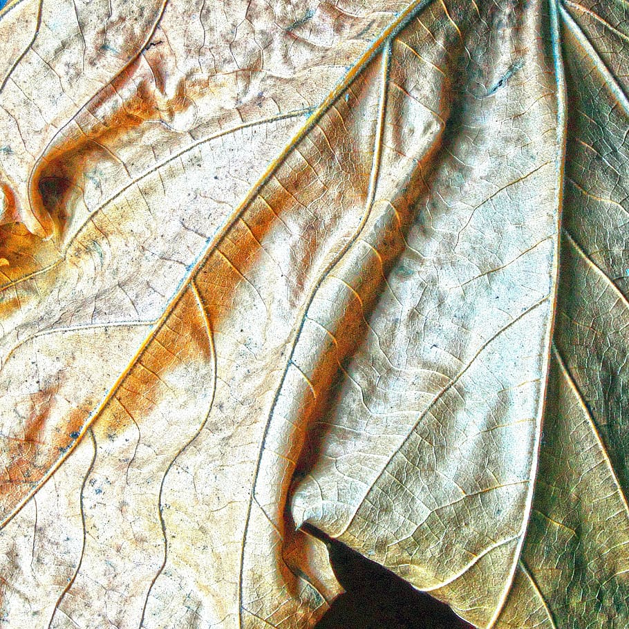leaf, dry, nature, autumn, shadow, backgrounds, season, plant HD wallpaper
