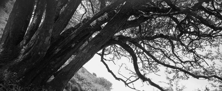 Black And White, White, Tree, Nature, branch, tree trunk, day HD wallpaper