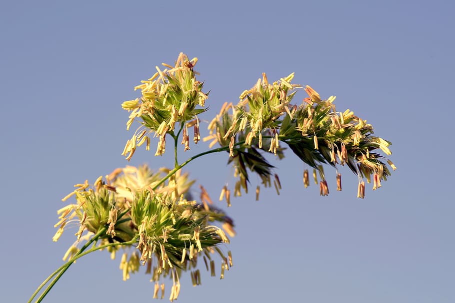 grass, flower, blooms, sky, blade, nature, meadow, garden, seeds HD wallpaper
