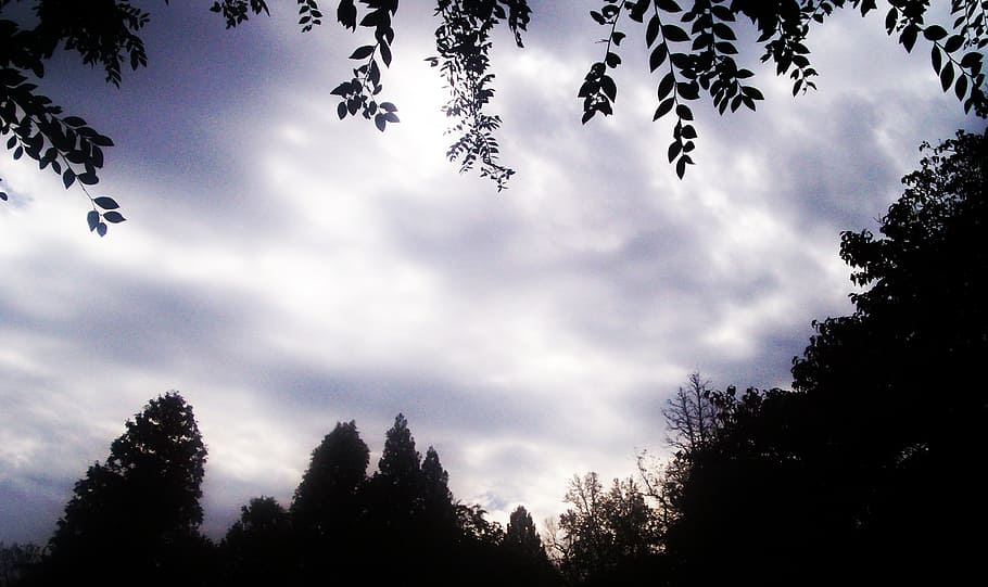 cloud, tree, scenic, sky, plant, cloud - sky, growth, silhouette HD wallpaper