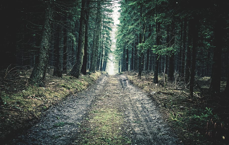 nature, forest, tree, vegetation, plant, land, direction, the way forward HD wallpaper