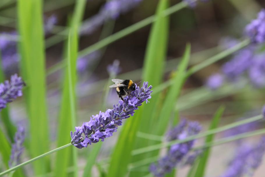 bee, lavender, insect, honey, flower, flowering plant, animals in the wild HD wallpaper