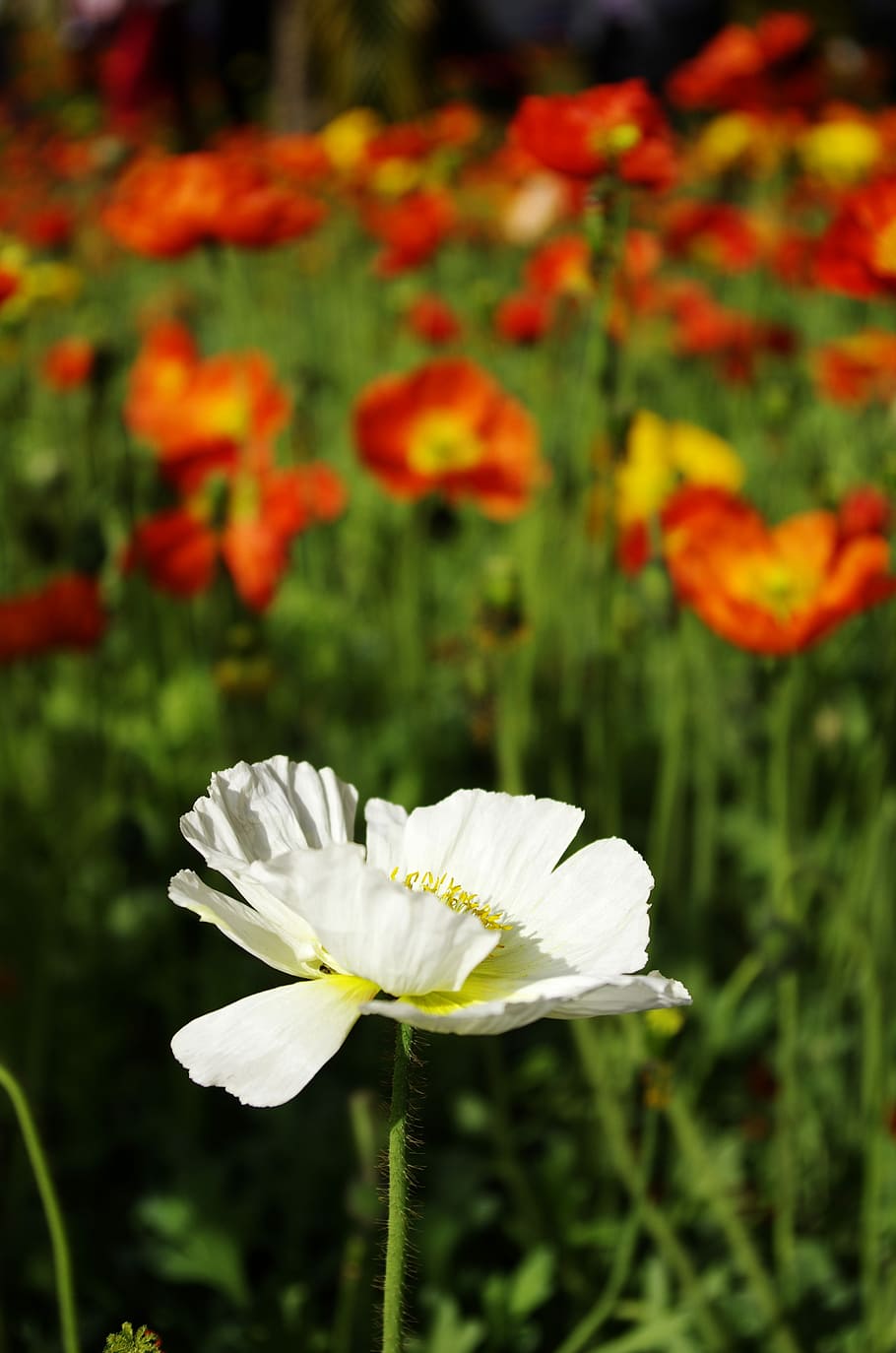 Flowers, Material, Nature, petal, flower head, growth, plant HD wallpaper