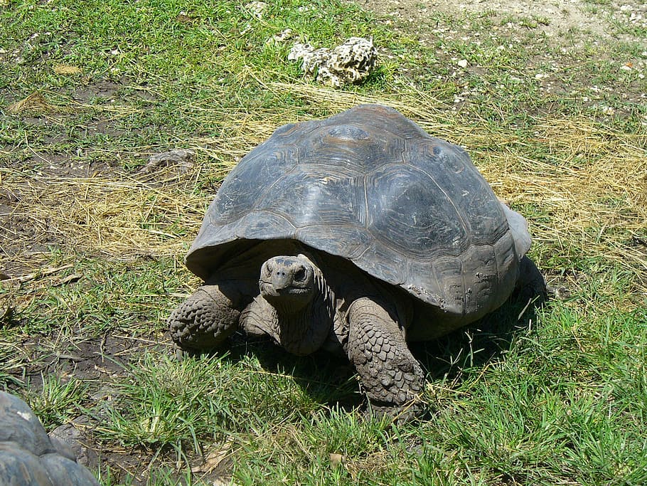 Galapagos tortoise 1080P, 2K, 4K, 5K HD wallpapers free download ...