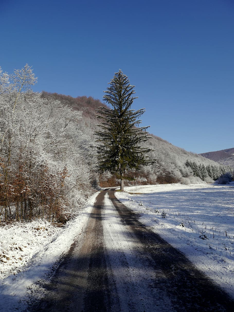 slovakia, tree, path, snow, winter, country, nature, plant HD wallpaper