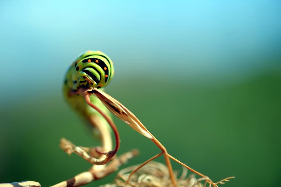 caterpillar, green, insect, close-up, animal, animal wildlife HD wallpaper