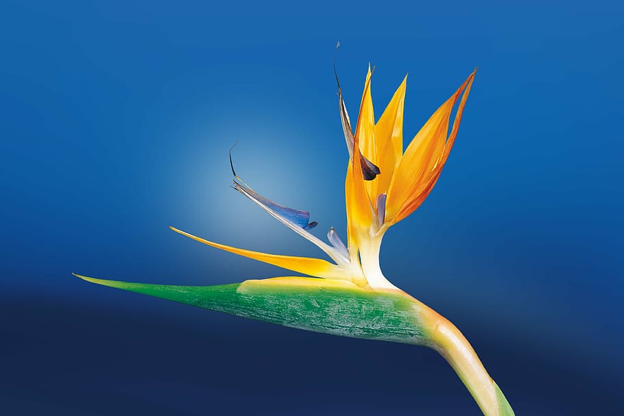 flower illustration, caudata, strelitzia, bird of paradise flower