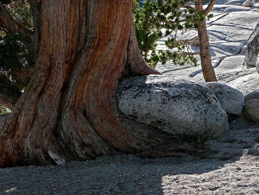 Rock, Tree, Root, Nature, yosemite national park, usa, california HD wallpaper