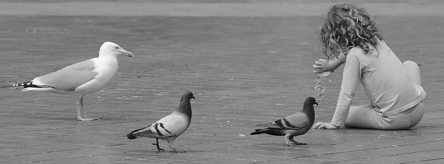 grayscale photo of birds near toddler, girl, child, people, pigeons