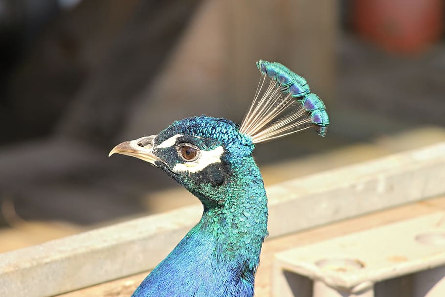 peacock, peacock bird, pavo cristatus, head, portrait, spring crown