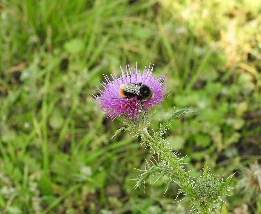 thistle, thistle flower, hummel, flowering plant, growth, fragility HD wallpaper