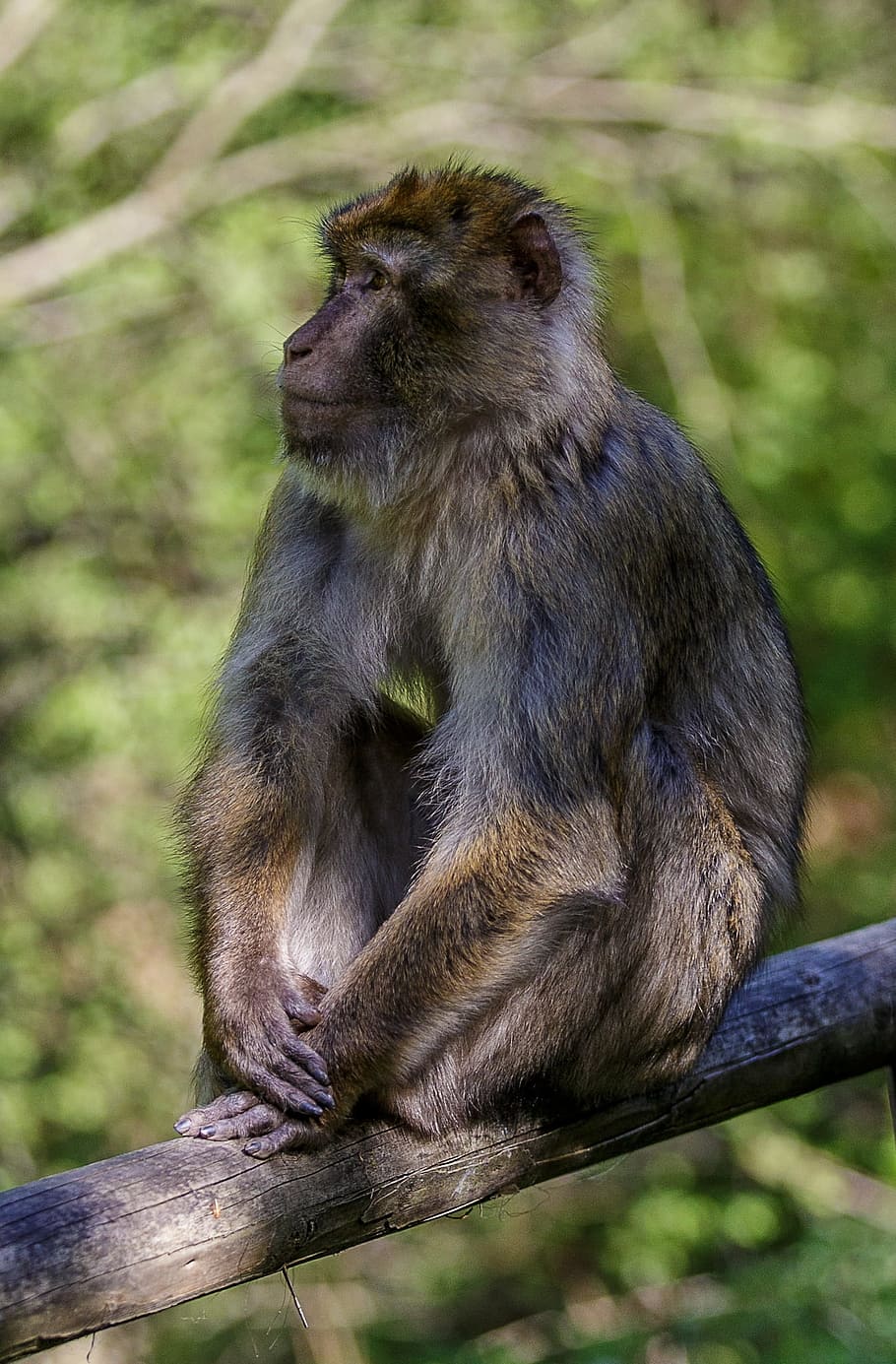 Monkey, Rest, Forest, Primate, Zoo, relaxation, animals, click HD wallpaper