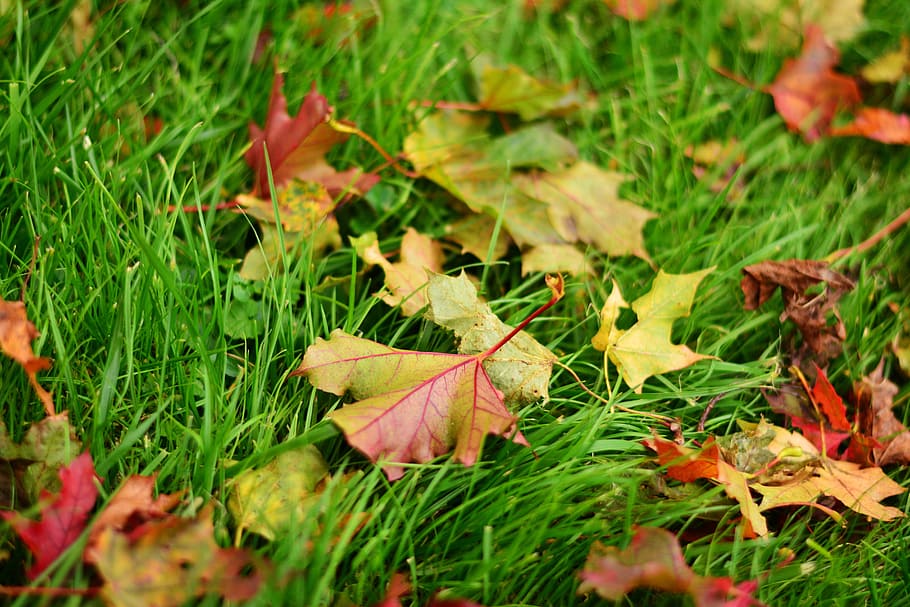green and red maple leaves on green grass closeup photography HD wallpaper