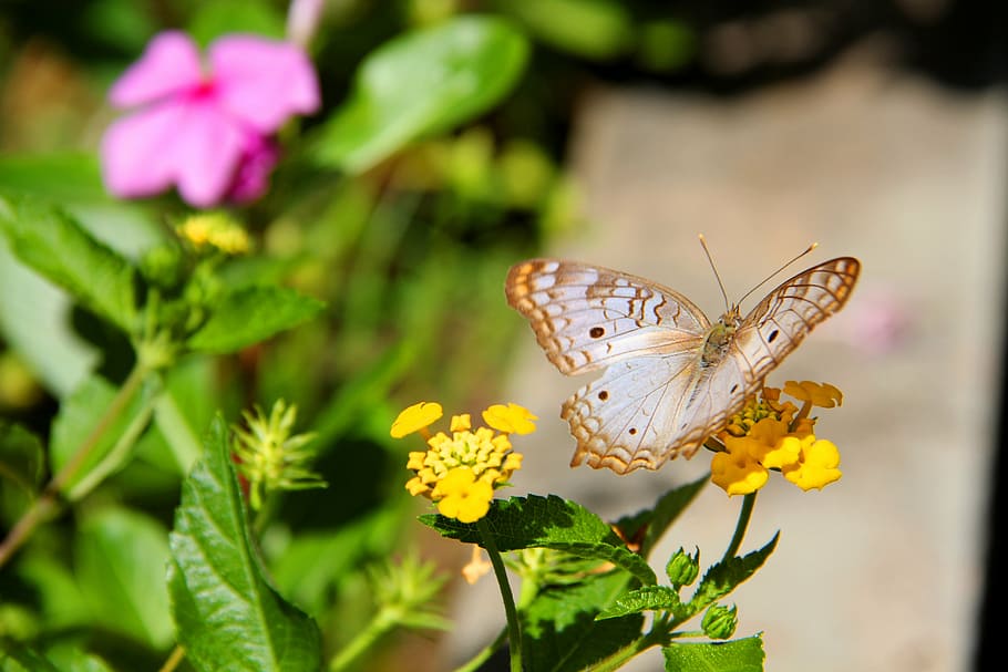 butterfly, flower, leaf, green, flowers, garden, nature, flowering plant HD wallpaper