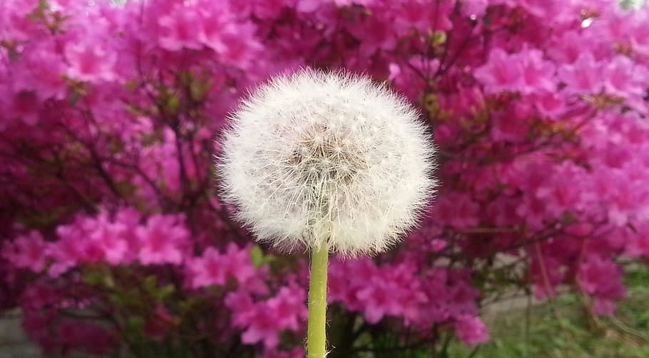 dandelion, flowers, spring, plant, flowering plant, freshness HD wallpaper