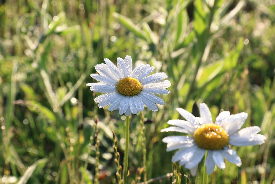 daisy, nature, dew, flower, summer, meadow, plant, grass, close-up HD wallpaper