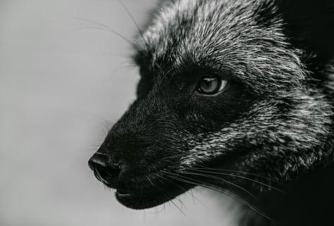 close-up photo of black and grey animal, fox, foxes, vulpes HD wallpaper