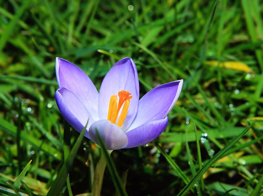 Flower, Blossom, Bloom, Crocus, Winter, blue, plant, close HD wallpaper