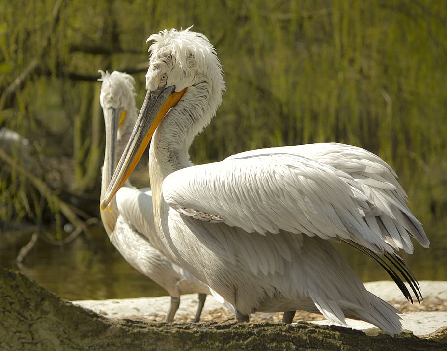 zoovogel, loved, white, double, pelican, bird, animal, nature HD wallpaper