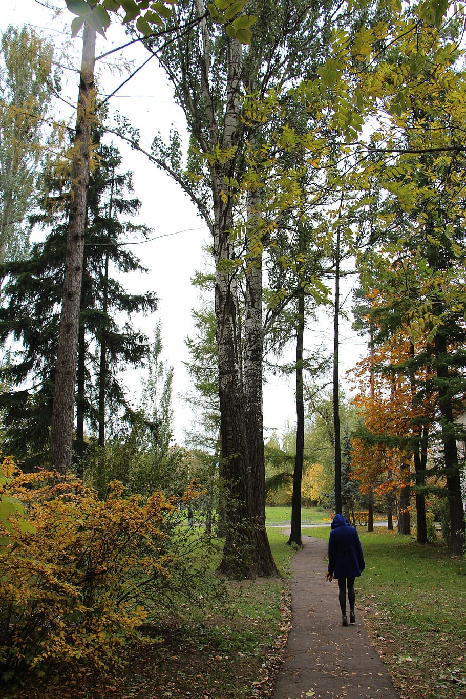 Trees, Path, Nature, Leaves, autumn, park, loneliness, forest HD wallpaper