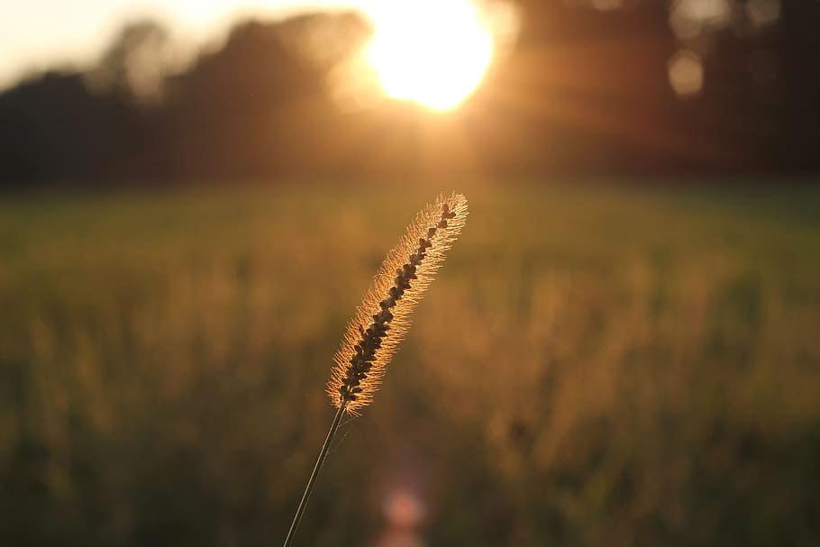Grass, Sunset, Sunlight, summer, field, agriculture, nature HD wallpaper