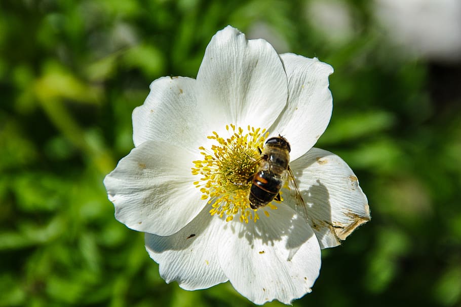 blossom, bloom, bee, spring, flower, insect, close, flowering plant HD wallpaper