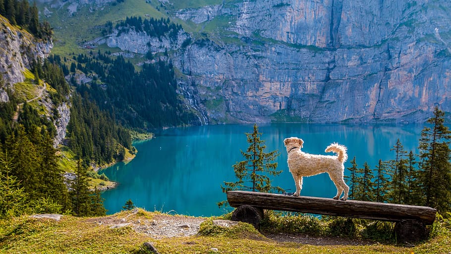fawn dog standing on a wooden bench facing a calm lake at daytime, HD wallpaper